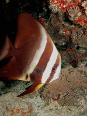 Velidhu - 2013_03_14 - IMG_0709r_Platax ou poule d'esu Platax orbicularisf_Lucky rock_Plongee